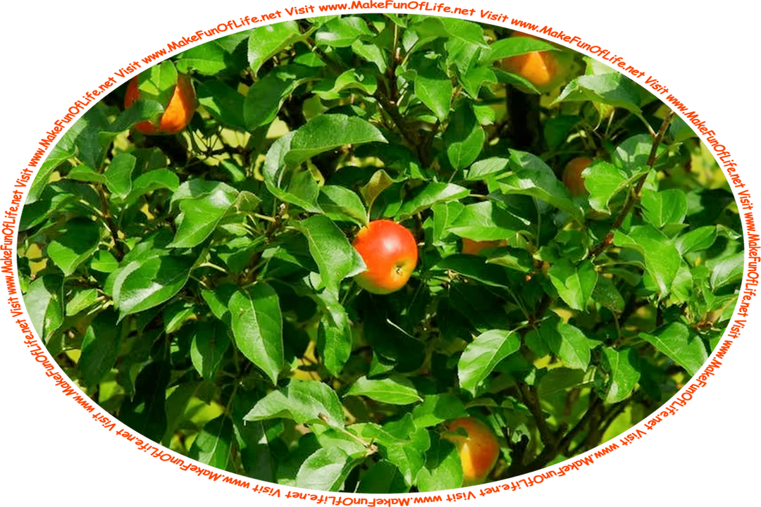 Picture of an apple tree with dark green leaves and bright red apples, and the words, ‘Visit www.MakeFunOfLife.net.’