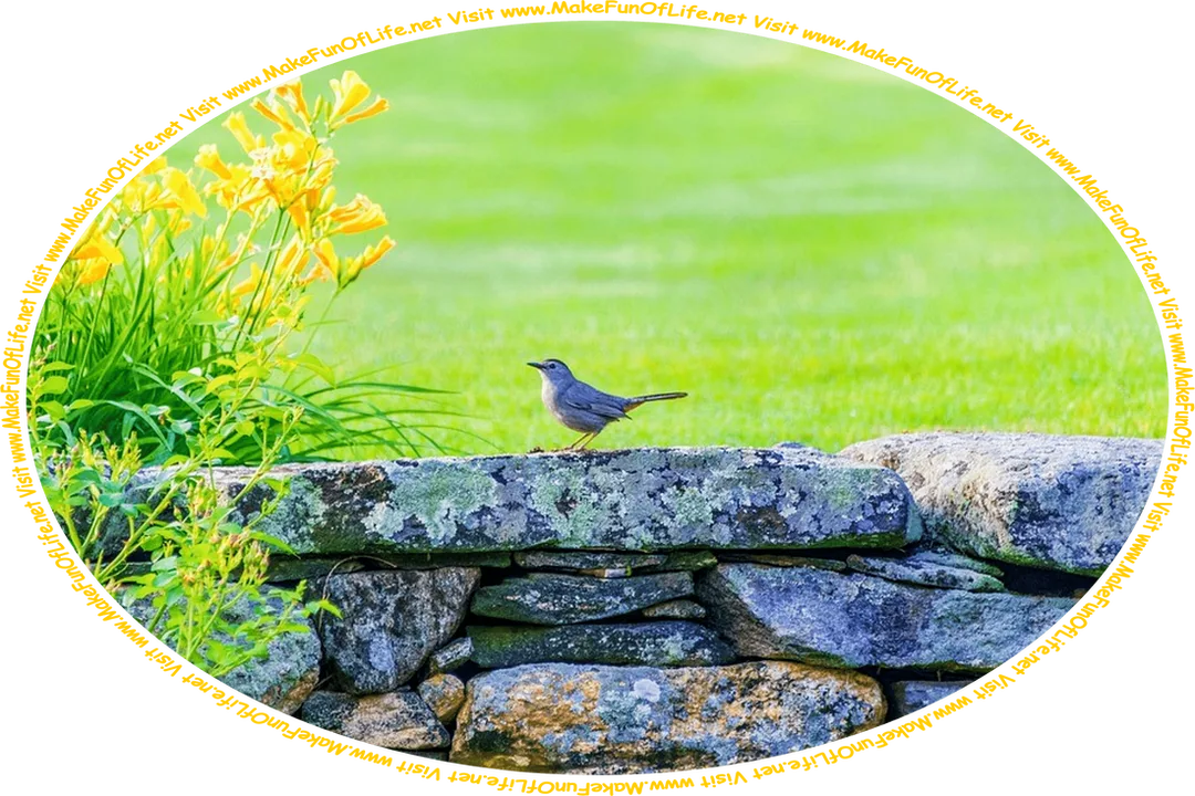 Picture of a small bird on a stone wall next to flowering plants with green leaves and orange-yellow blossoms, green grass just beyond the stone wall, and the words, ‘Visit www.MakeFunOfLife.net.’