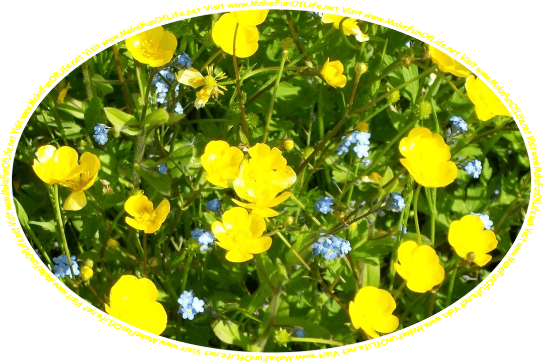 Picture of yellow Buttercup flowers, blue Forget-Me-Not flowers, and the words, ‘Visit www.MakeFunOfLife.net.’
