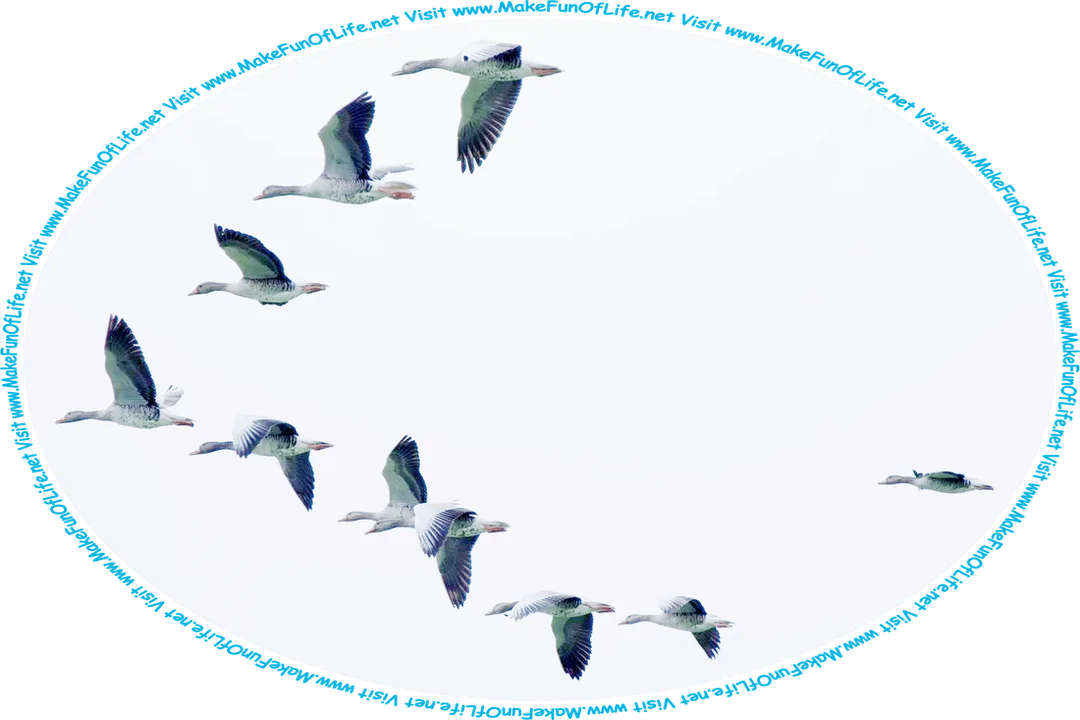 Picture of a flock of geese flying in a v-formation, and the words, ‘Visit www.MakeFunOfLife.net.’