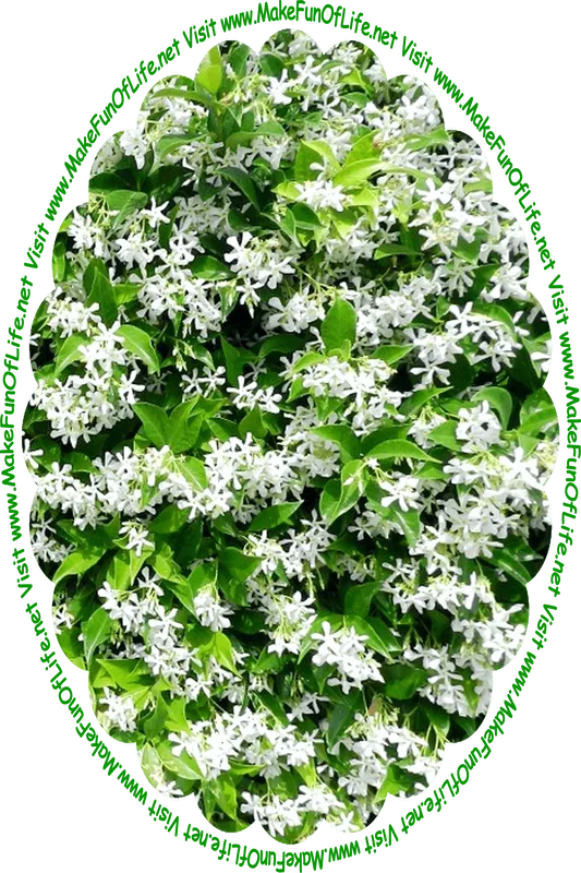 Picture of a jasmine plant with green leaves and white blossoms, and the words, ‘Visit www.MakeFunOfLife.net.’