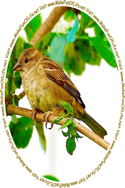 Picture of a small brown bird perched on a branch of a green leafy tree and the words, ‘Visit www.MakeFunOfLife.net.’