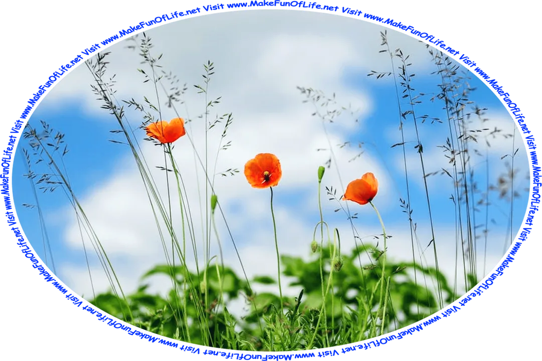 Picture of three red blossoms on dark green leafy poppy plants with a blue sky and fluffy white clouds above, and the words, ‘Visit www.MakeFunOfLife.net.’