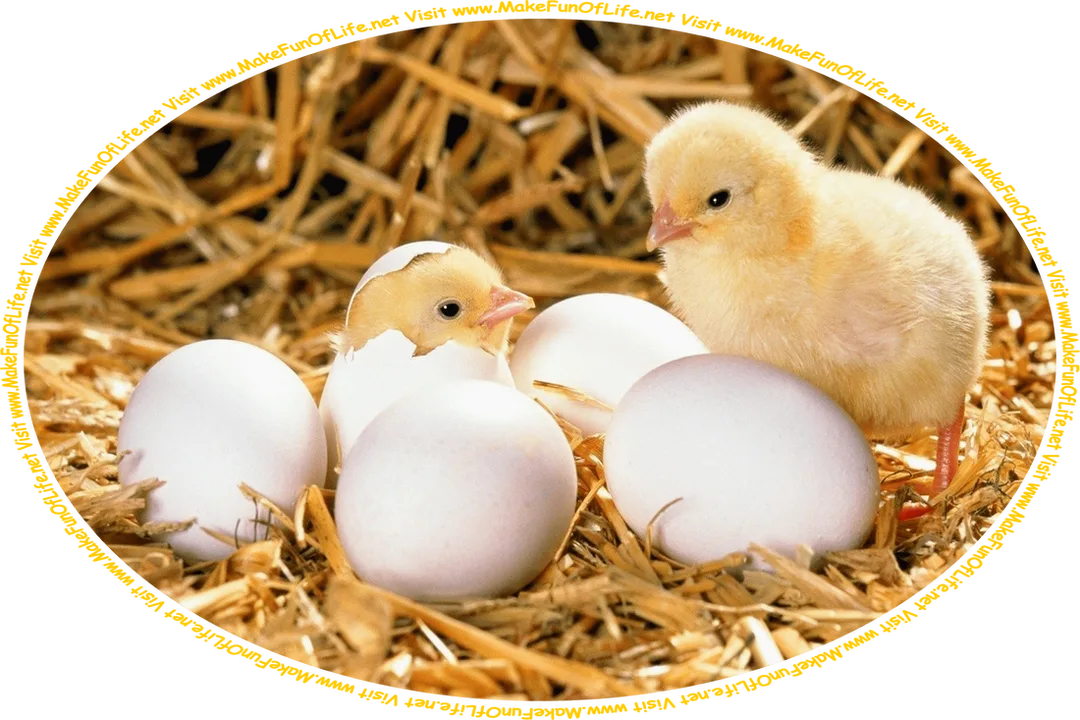 Picture of five chicken eggs sitting atop golden brown straw, with one fluffy yellow baby chick having already hatched from an egg and looking on as a second baby chick is just poking its head out of an egg as it hatches, and the words, ‘Visit www.MakeFunOfLife.net.’