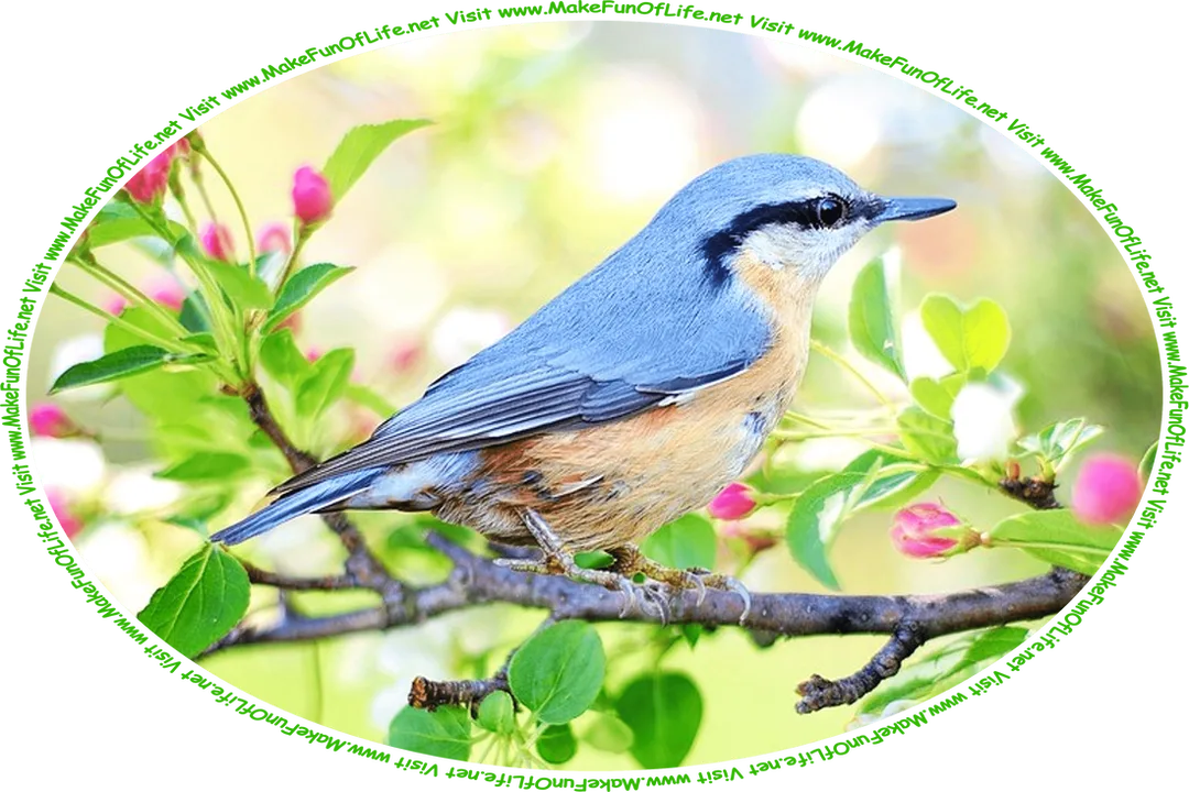 Picture of a small bird with bluish feathers on its wings and back, orangish feathers on its neck and stomach, perched on a branch of a tree with green leaves and pink and white flower blossoms, and the words, ‘Visit www.MakeFunOfLife.net.’