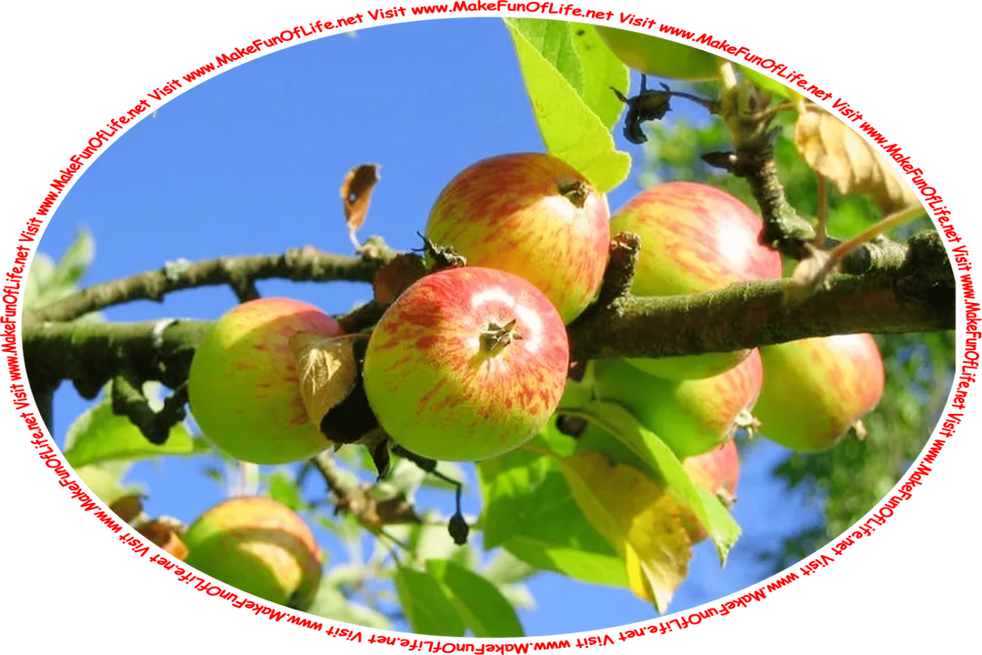 Picture of a several ripening apples on the branches of a green leafy apple tree, with a clear blue sky in the background, and the words, ‘Visit www.MakeFunOfLife.net.’