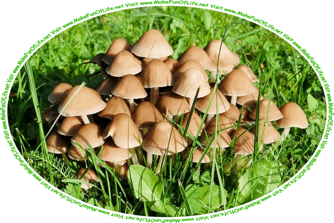 Picture of a cluster of small brown mushrooms growing in a grassy green lawn, and the words, ‘Visit www.MakeFunOfLife.net.’