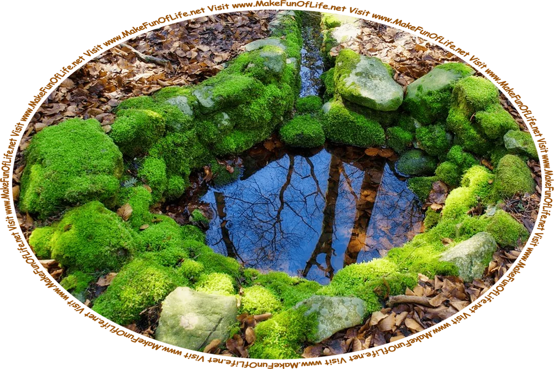 Picture of a pool of water that is surrounded by stones covered with thick green moss, and the words, ‘Visit www.MakeFunOfLife.net.’