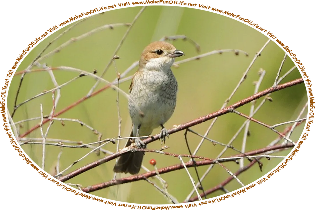 Picture of a nightingale, a type of small songbird, perched on a tree branch, and the words, ‘Visit www.MakeFunOfLife.net.’