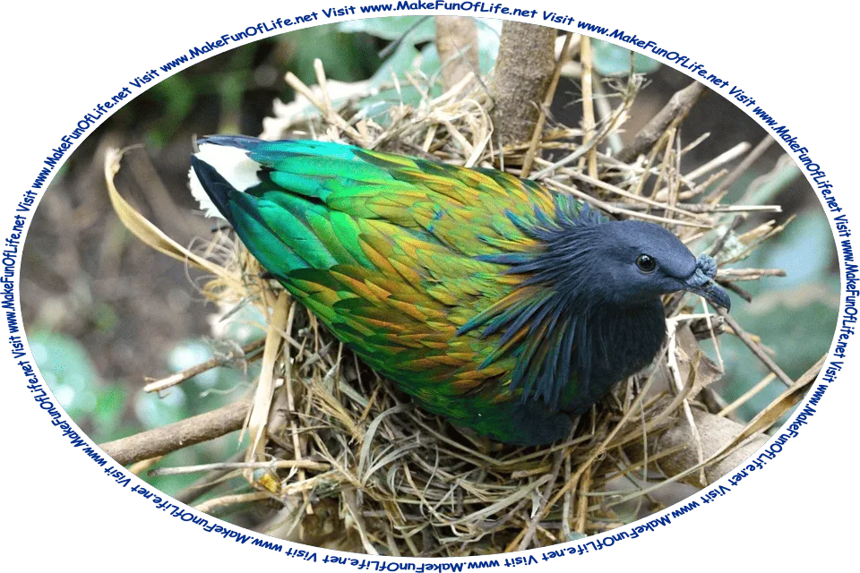 Picture of a Nicobar Pigeon in its nest in a tree, and the words, ‘Visit www.MakeFunOfLife.net.’