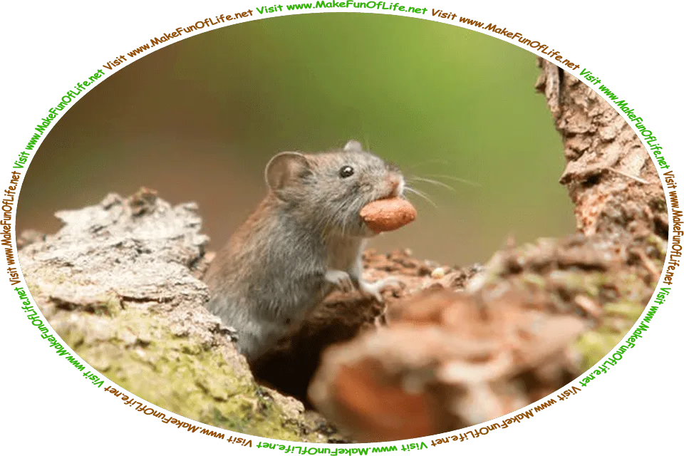 Picture of a wild mouse on an old moss-covered log, carrying a large nut in its mouth, and the words, ‘Visit www.MakeFunOfLife.net.’