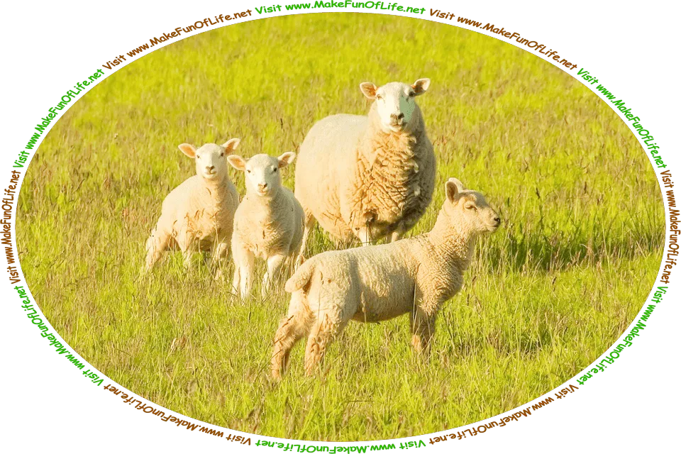 Picture of a ewe, or mother sheep, and three lambs in a green grassy pasture, and the words, ‘Visit www.MakeFunOfLife.net.’