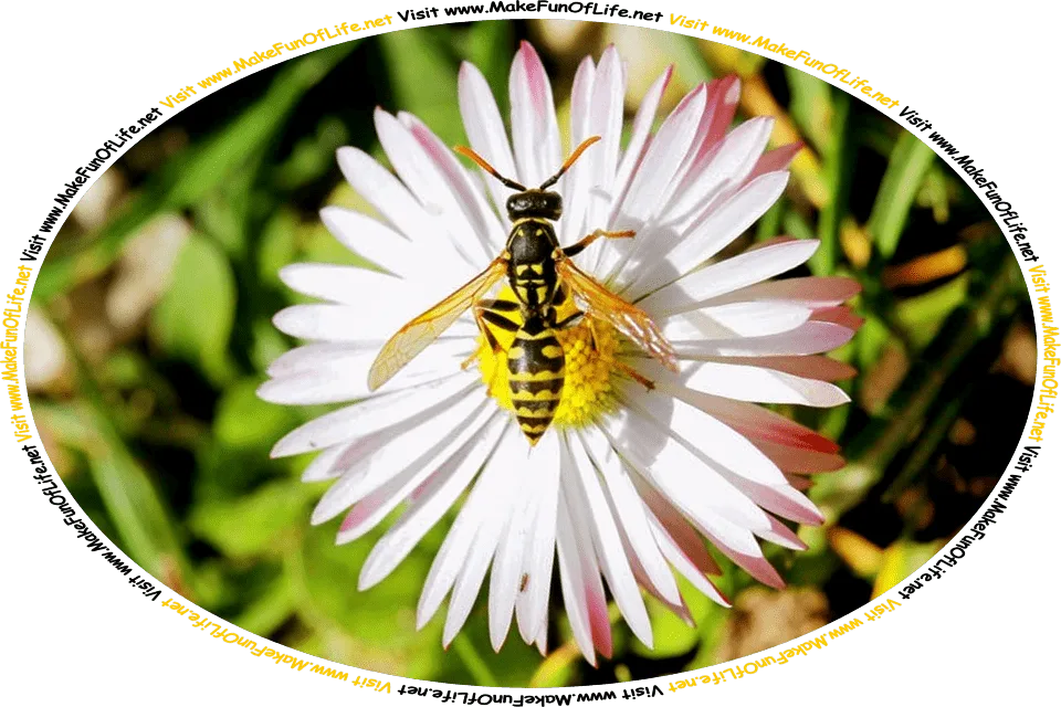Picture of a black and yellow wasp, an insect similar to a bee, resting on a flower that has a yellow center and long, thin, white petals, and the words, ‘Visit www.MakeFunOfLife.net.’