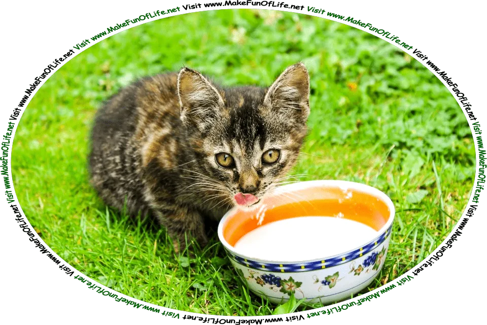 Picture of a kitten drinking milk from a bowl in a green grassy yard, and the words, ‘Visit www.MakeFunOfLife.net.’