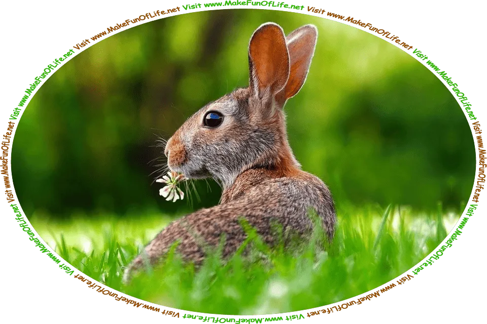 Picture of a rabbit in a green grassy area, eating a clover blossom, and the words, ‘Visit www.MakeFunOfLife.net.’