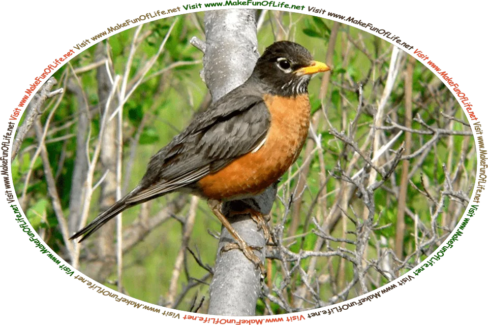 Picture of an American Robin standing on a tree branch, and the words, ‘Visit www.MakeFunOfLife.net.’