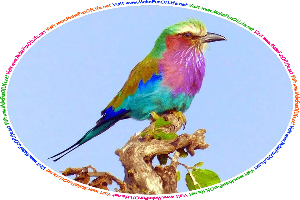 Picture of a small colorful bird, and the words, ‘Visit www.MakeFunOfLife.net.’