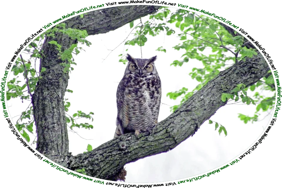 Picture of an owl in a tree, and the words, ‘Visit www.MakeFunOfLife.net.’
