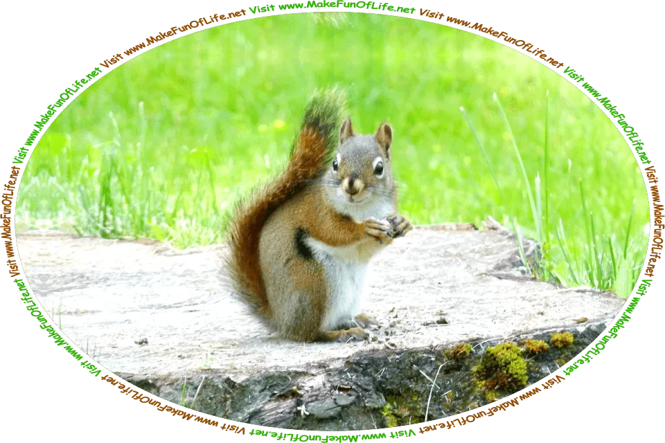 Picture of a Grey Squirrel standing on a tree stump that is surrounded by green grass, and the words, ‘Visit www.MakeFunOfLife.net.’
