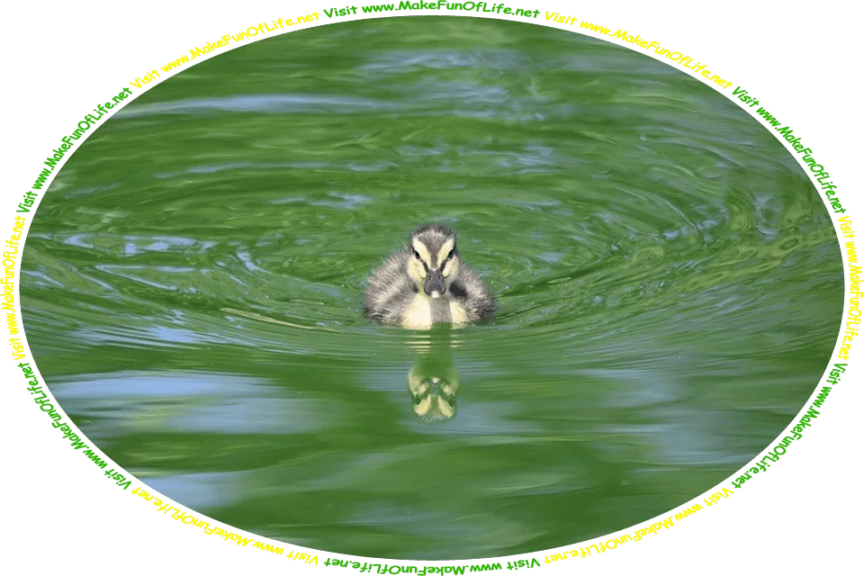 Picture of a fluffy duckling, or baby duck, swimming in water, and the words, ‘Visit www.MakeFunOfLife.net.’