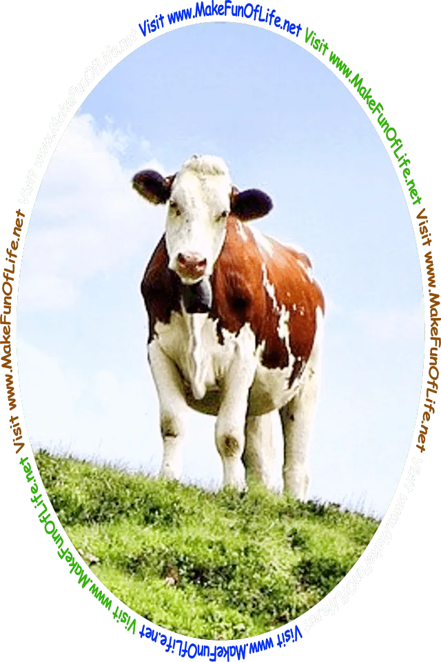 Picture of a brown and white cow standing on a green grass and clover-covered hillside under a partially cloudy sky, and the words, ‘Visit www.MakeFunOfLife.net.’