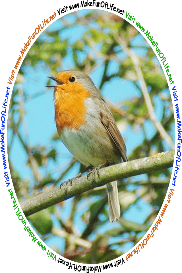 Picture of a European Robin, a type of small bird, perched on a tree branch with its beak open while singing, and the words, ‘Visit www.MakeFunOfLife.net.’