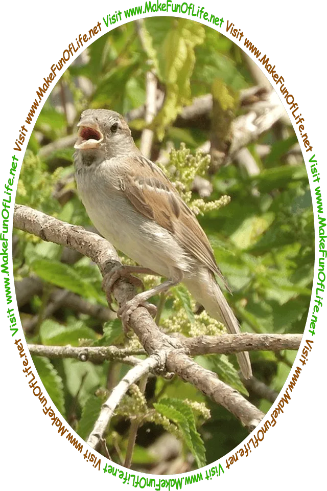 Picture of a small brown songbird, and the words, ‘Visit www.MakeFunOfLife.net.’
