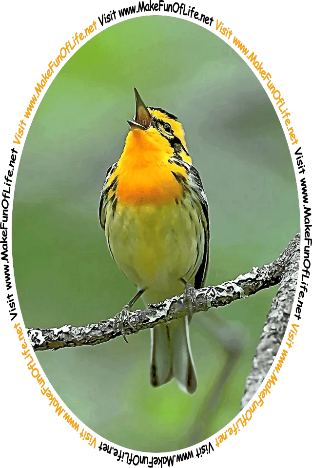Picture of a small songbird called a Blackburnian warbler, and the words, ‘Visit www.MakeFunOfLife.net.’