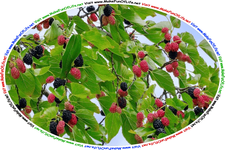 Picture of a mulberry bush with green leaves, ripening red mulberries, ripe black mulberries, and the words, ‘Visit www.MakeFunOfLife.net.’