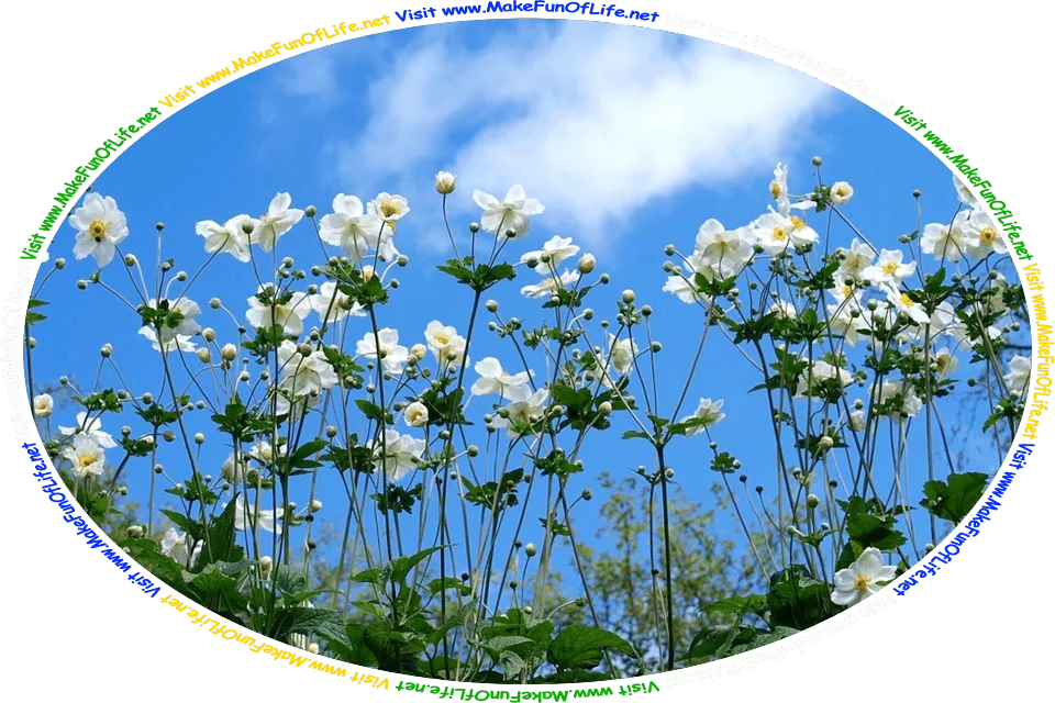 Photograph of Eriocapitella hupehensis, commonly known as Japanese anemones or Anemone hupehensis, flowering plants with dark green leaves and white blossoms having yellow centers, and the words, ‘Visit www.MakeFunOfLife.net.’ Multicolor Text Ring 