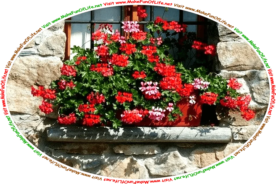 Picture on a bright sunny day of a windowsill flower box overflowing with flowering geranium plants that have bright red blossoms, and the words, ‘Visit www.MakeFunOfLife.net.’