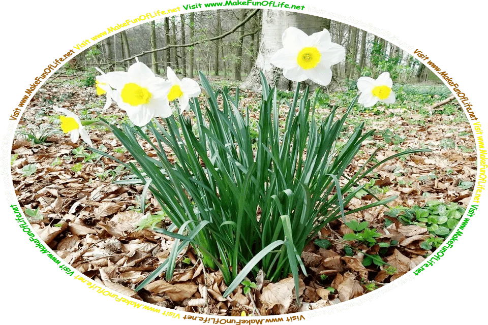 Picture of a small group of flowering daffodil plants with long thin dark green leaves and white petal-like blossoms with yellow cup-shaped blossoms at their centers, growing at the edge of a woods of widely spaced trees with tall thin trunks, and the words, ‘Visit www.MakeFunOfLife.net.’