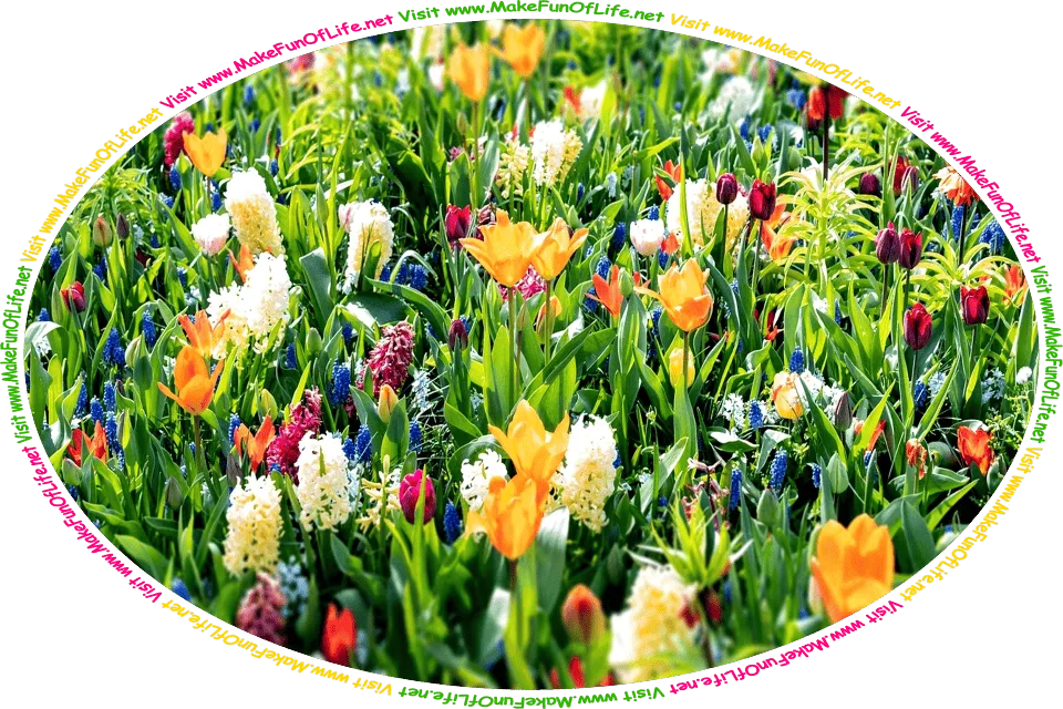 Picture of a variety of flowering plants, and the words, ‘Visit www.MakeFunOfLife.net.’