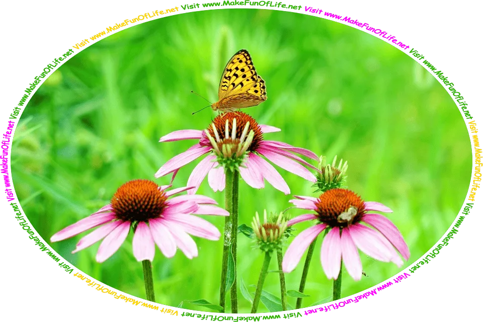 Photograph of an orange and black butterfly on one of three pinkish lavender flower blossoms in the picture, on plants with long green stems and green leaves, and the words, ‘Visit www.MakeFunOfLife.net.’