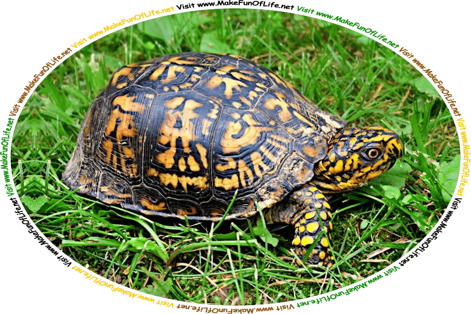 Picture of a small Box Turtle in a green grassy area, and the words, ‘Visit www.MakeFunOfLife.net.’