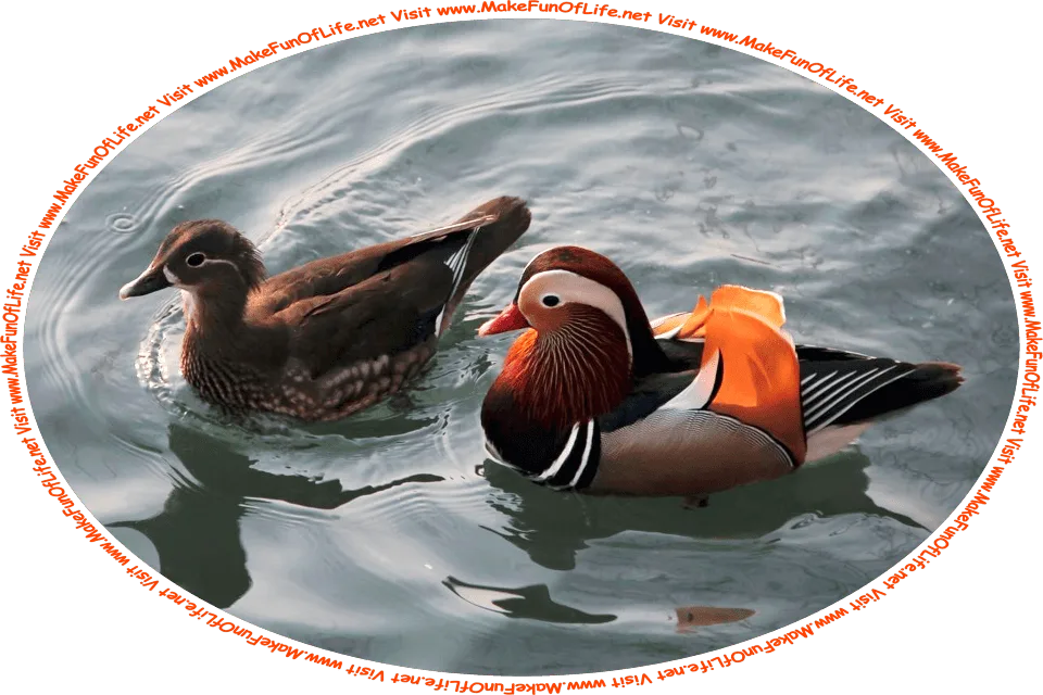 Picture of a pair of Mandarin ducks, swimming in water, and the words, ‘Visit www.MakeFunOfLife.net.’
