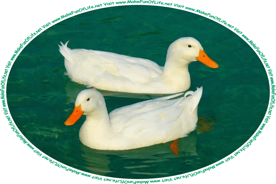 Picture of two Pekin ducks with white feathers and orange beaks, swimming in water, and the words, ‘Visit www.MakeFunOfLife.net.’