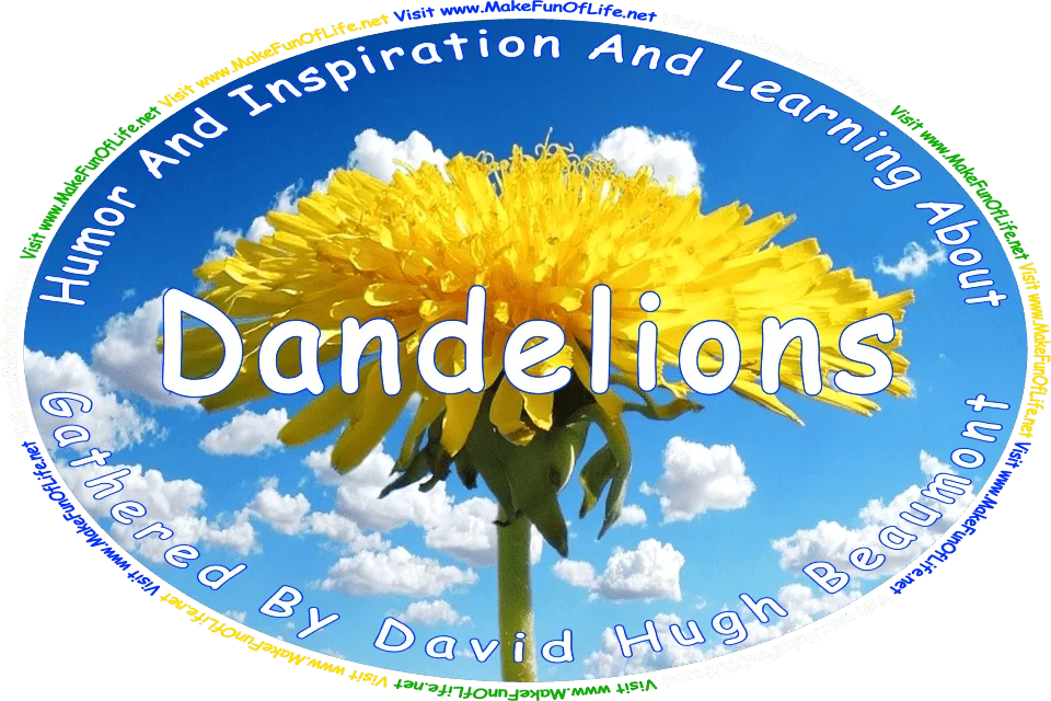Picture of a bright yellow dandelion blossom in the end of its green stem, a blue sky with fluffy white clouds in the background, and the words, ‘Dandelions Gathered By David Hugh Beaumont - Visit www.MakeFunOfLife.net.’