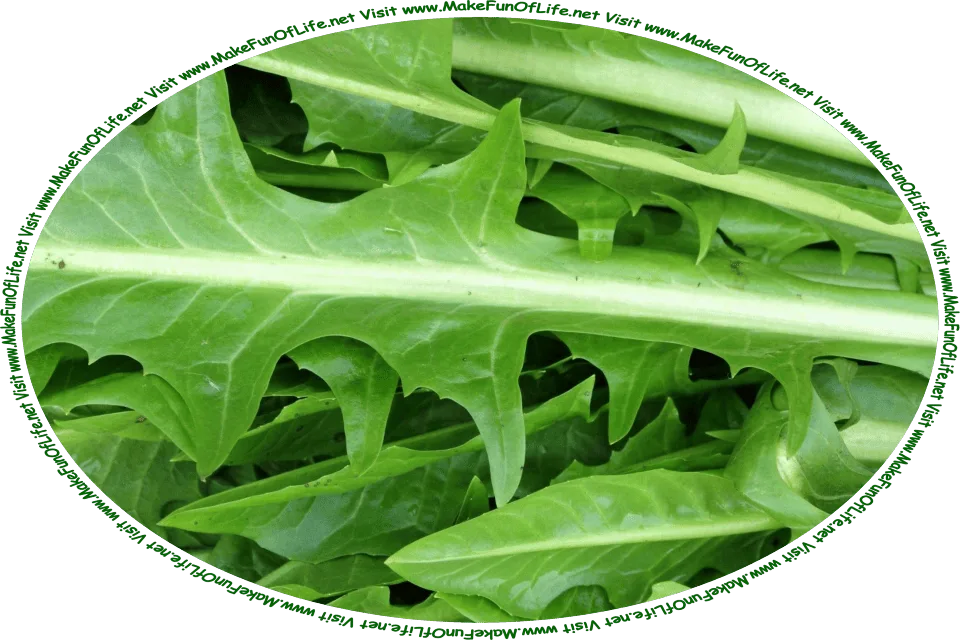 Picture of a pile of fresh green dandelion leaves, and the words, ‘Visit www.MakeFunOfLife.net.’