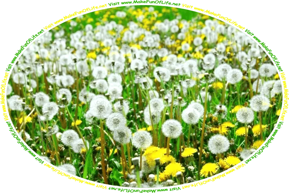 Picture of a field of dandelions, some with yellow blossoms, some with blossoms that have turn white and gone to seed, and the words, ‘Visit www.MakeFunOfLife.net.’