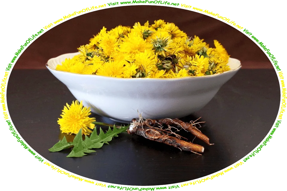 Picture of a bowl full of dandelion flowers, and some green dandelion leaves and dandelion roots next to it, and the words, ‘Visit www.MakeFunOfLife.net.’
