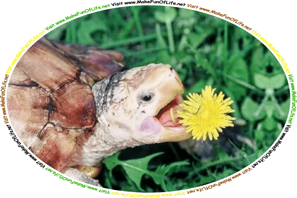 Picture of a turtle eating a dandelion flower, and the words, ‘Visit www.MakeFunOfLife.net.’