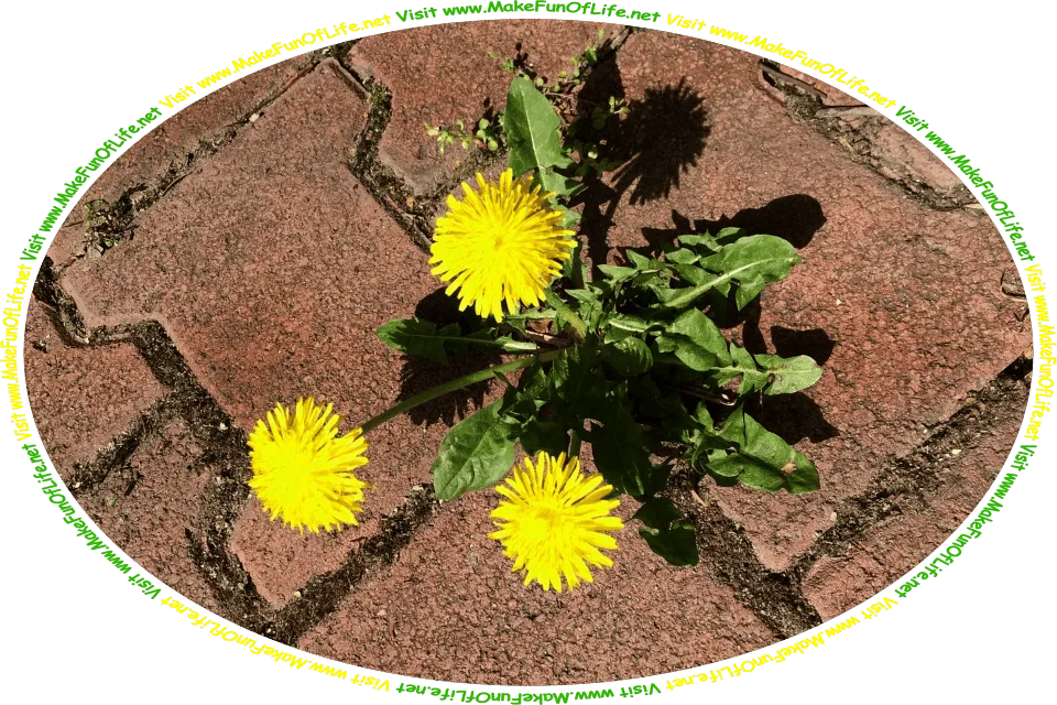 Picture of a dandelion plant with three flowers, growing in a narrow crack in a sidewalk, and the words, ‘Visit www.MakeFunOfLife.net.’