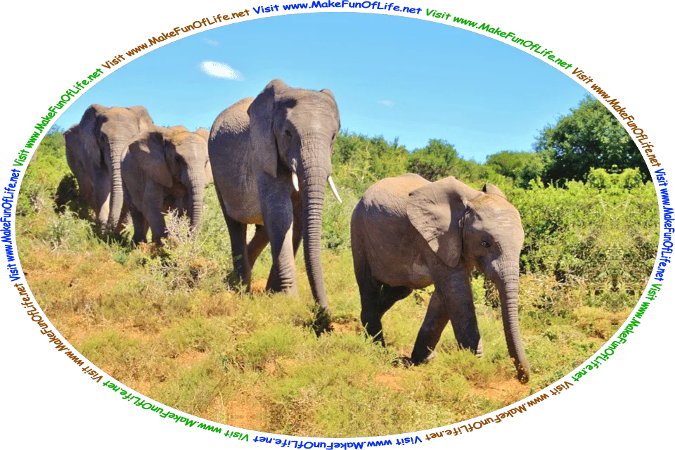 Picture of a family of elephants walking in single file, or one behind the other, through an area of green bushy plants, and the words, ‘Visit www.MakeFunOfLife.net.’