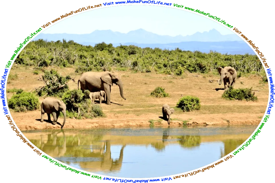 Picture of a small group of adult and juvenile elephants near a river, the younger elephants standing at the water’s edge and drinking water through their trunks, and the words, ‘Visit www.MakeFunOfLife.net.’