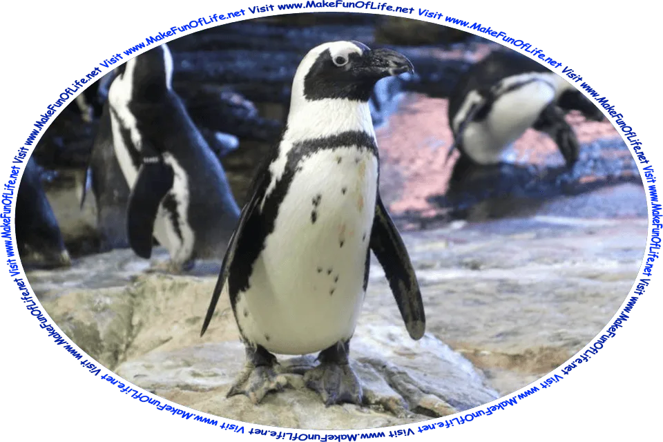 Picture of a black and white penguin, a medium-size flightless bird, and the words, ‘Visit www.MakeFunOfLife.net.’