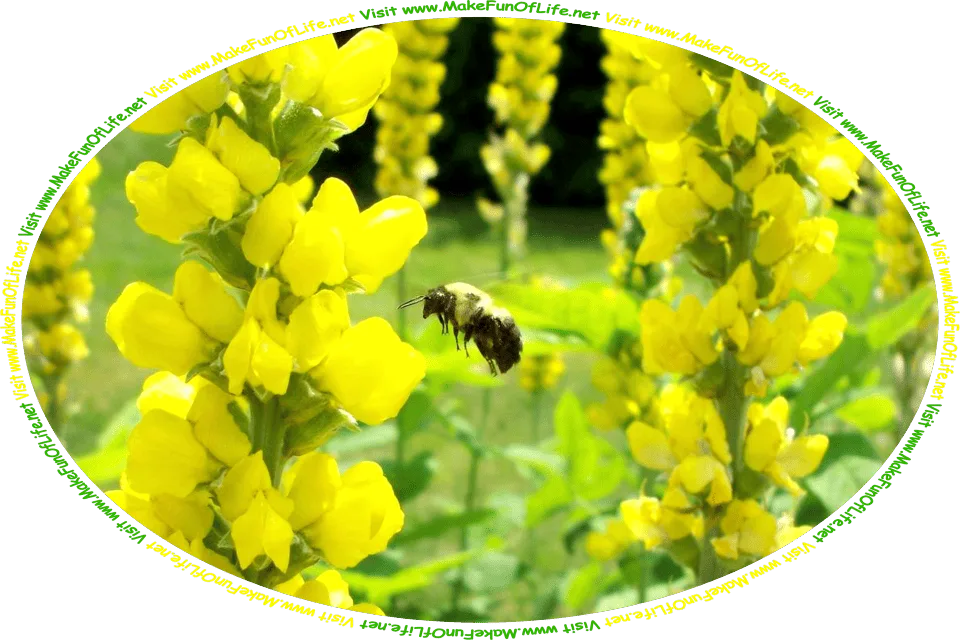 Picture of a bumblebee hovering among flowering plants with yellow blossoms, and the words, ‘Visit www.MakeFunOfLife.net.’