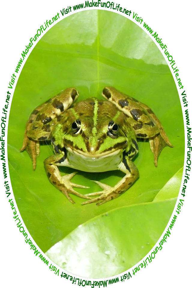 Picture of a green and mottled black frog sitting on green water lily plant leaves, and the words, ‘Visit www.MakeFunOfLife.net.’