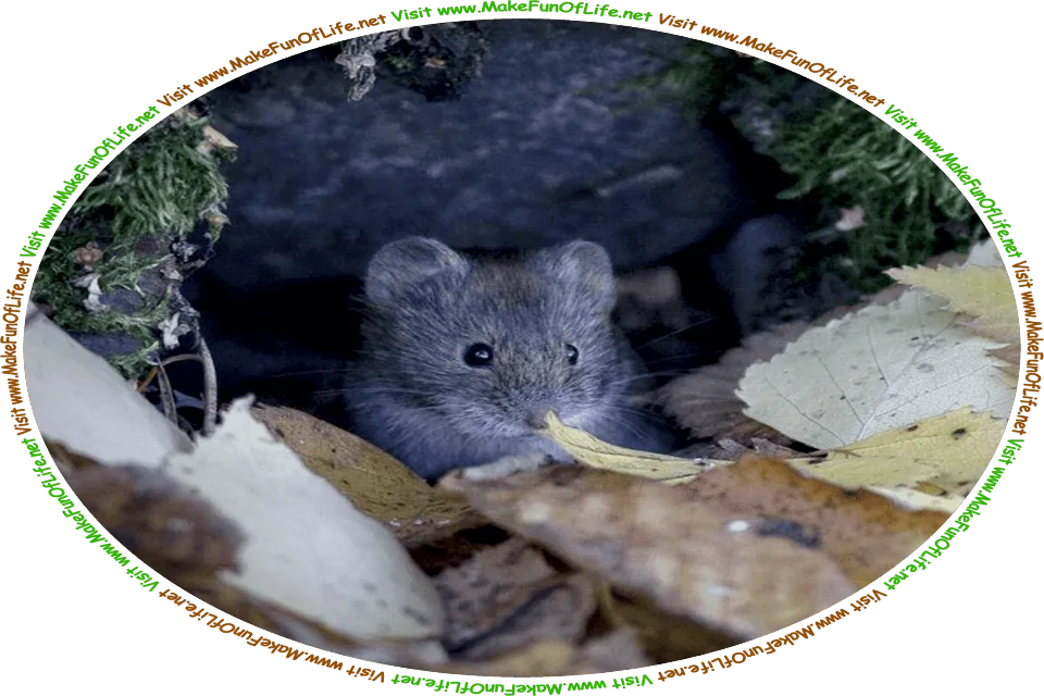 Picture of a mouse looking out of its burrow that is under rocks, moss, and fallen Autumn tree leaves, and the words, ‘Visit www.MakeFunOfLife.net.’