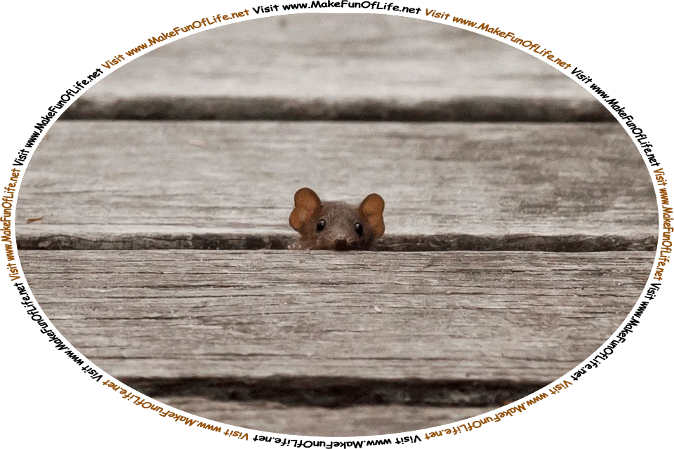 Picture of a mouse peeking out from between wooden slats or boards, and the words, ‘Visit www.MakeFunOfLife.net.’